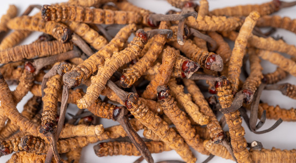 Ophiocordyceps sinensis